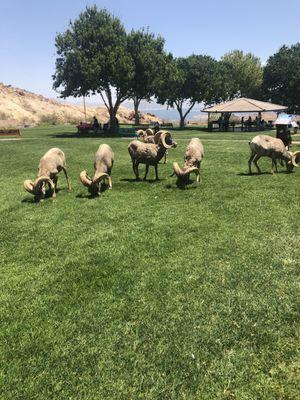 Rams we seen on a pit stop