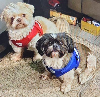 Gismo on the left and his daughter Gypsy