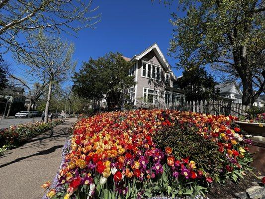 Minneapolis Tulip House