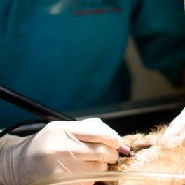 Veterinary Dentistry