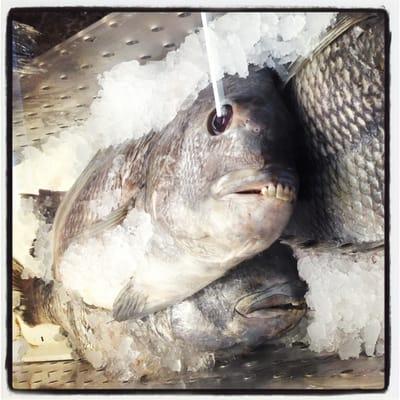 Check out those chompers!  Sheepshead fish.