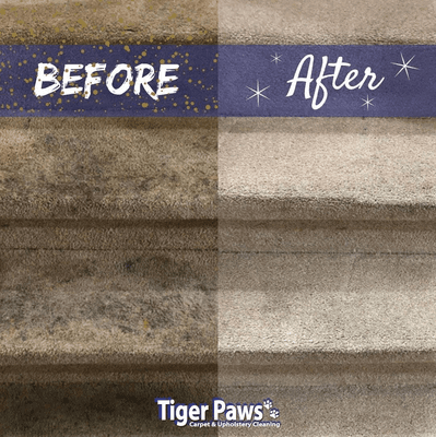 Tiger Paws Carpet & Upholstery Cleaning