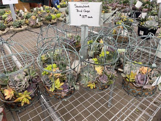 Succulents in a bird cage-$18.99 (4/27/21)