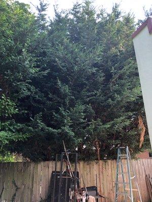 Prune cedar tree similar to next door, prevent squirrel access.