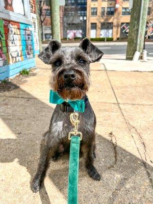 Mini schnauzer groom