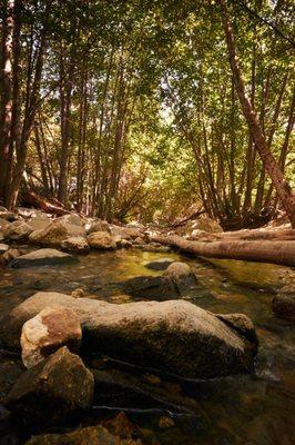 This is what I wanted to capture before a garter snake entered the frame and scared the blank out of me.