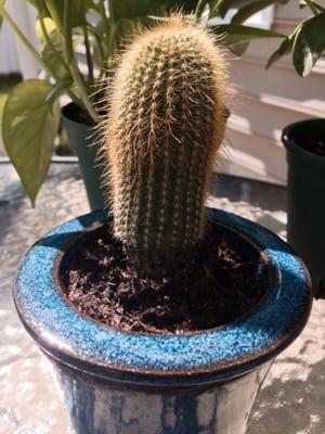 I love my little cactus. :)