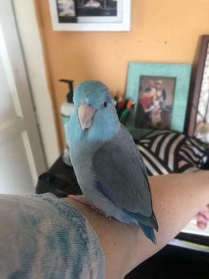 My parrotlet