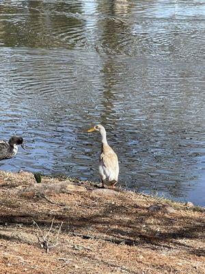 Elmendorf Lake Park