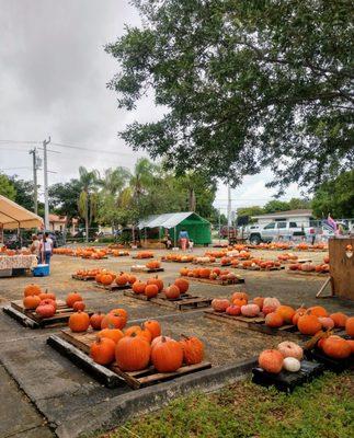 Halloween pumpkin patch