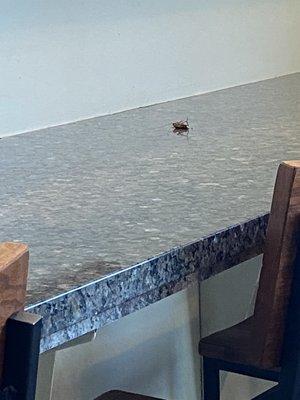 Dead roach on counter.