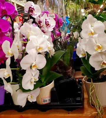 Orchids my love - 1/17/2022