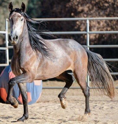 All About Equine Animal Rescue