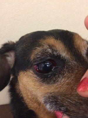 My poor dog post stay at kennel ended in a horrific eye infection.