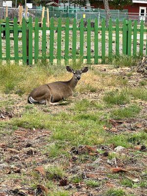 Deer chilling by the kids playground.