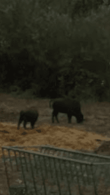 Buffalo grazing