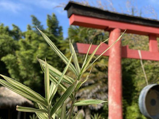 Shiroshima variegated bamboo. Rare.