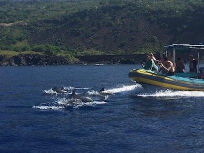 Hawaiian spinner dolphins are found regularly on our morning excursions