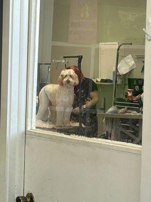 This Pup is looking at me through the door. Haha