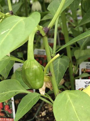 Pepper, plants, flowering, and fruiting