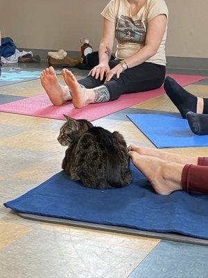 They sometimes host kitty yoga