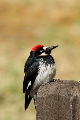 Acorn Woodpecker has so much attitude!