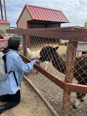 Petting zoo, pumpkin patch fun