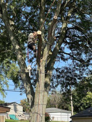 Al's Tree Service