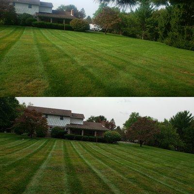 Mowed and trimmed shrubs