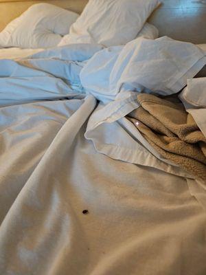 Bed bugs