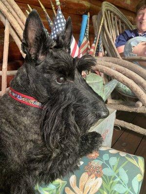 Sparky relaxing on the porch