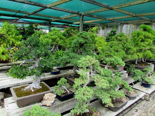 So many bonsai! It's like a museum!