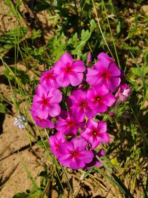 Bellamont Flowers