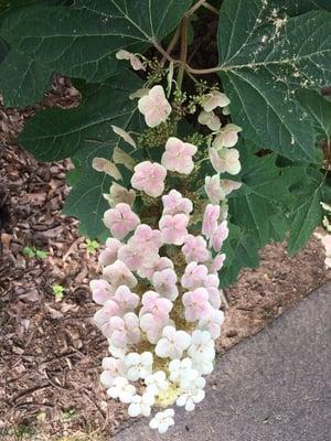 Oak leaf hydrangea Olmsted Linear Park.