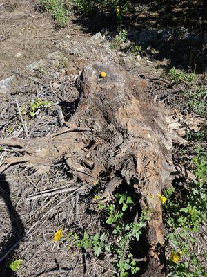 The removed tree trunk