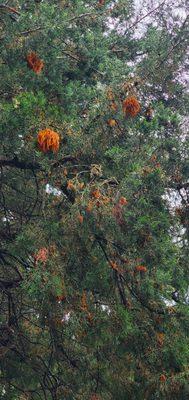 Cedar Apple Rust