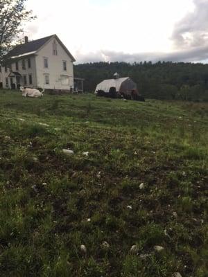 Cow field, barn and family house near entrance