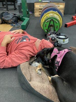 Sometimes you need to rest with Etta, the gym dog, between sets