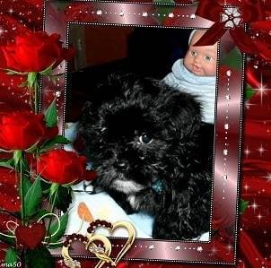 Shih Tzu ,male  , $300.00