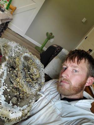 A huge yellow jacket nest removed from a bedroom ceiling void.