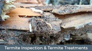 Termite Treatments in Houston TX