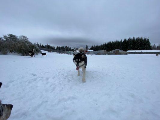 Husky finally an environment I can identify with!  SNOW!!!