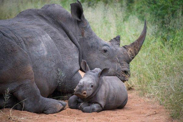 Baby rhino with mother