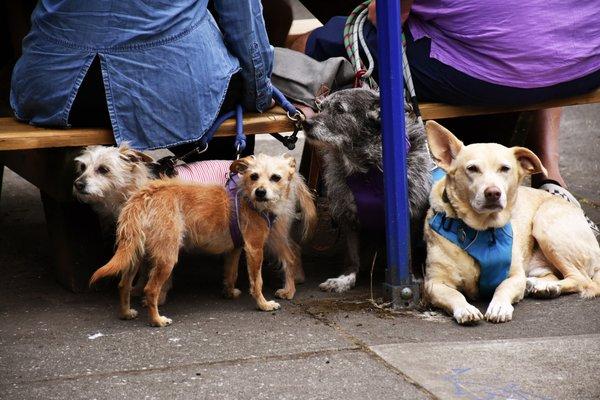 Dogs are welcomed at our sidewalk tables