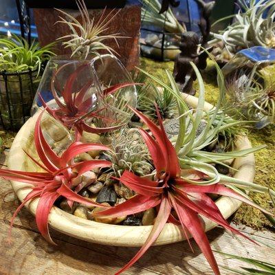 Air plants