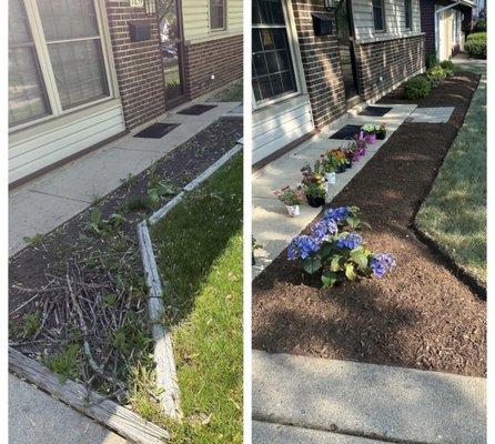 Before and after of cleaning, mulching and relocating plants.