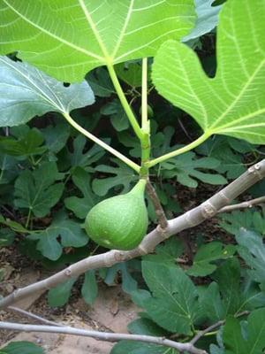 Fig Tree