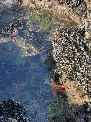 Tidepool Critters