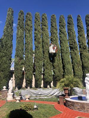 Cypress tree shaping & shearing for privacy.