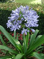 LILY OF THE NILE AGAPANTHAS